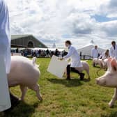 The judging in the pig ring on the first day of the Great Yorkshire Show in Harrogate. PIC: Tony Johnson.