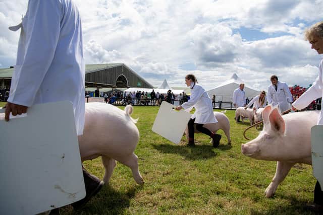 The judging in the pig ring on the first day of the Great Yorkshire Show in Harrogate. PIC: Tony Johnson.