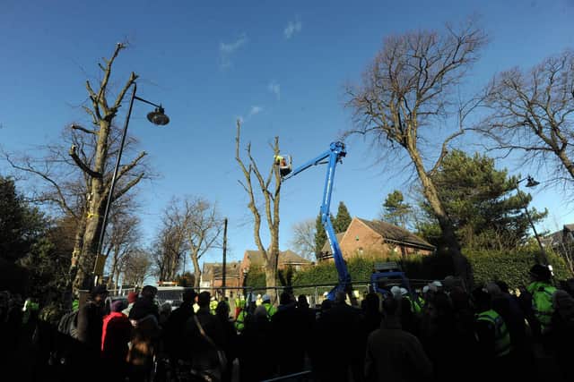 Tree protests in the Nether Edge area of Sheffield in 2018. Picture: Scott Merrylees.
