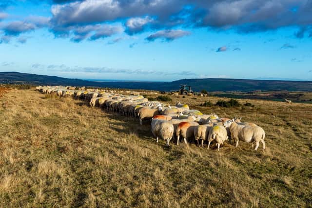 Sheep in fields in Egton, near Whitby