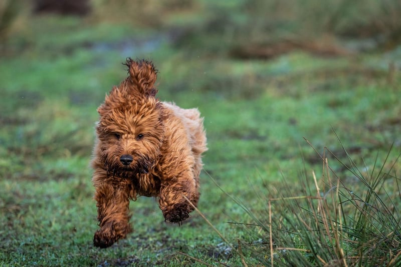 You've most likely heard of the labradoodle and the cockapoo, but in recent years the breeding of poodle crossbreeds has exploded. There are now maltipoos, goldendoodles, schnoodles, yorkipoos, pomapoos, shihpoos, and poochons to name but a few.