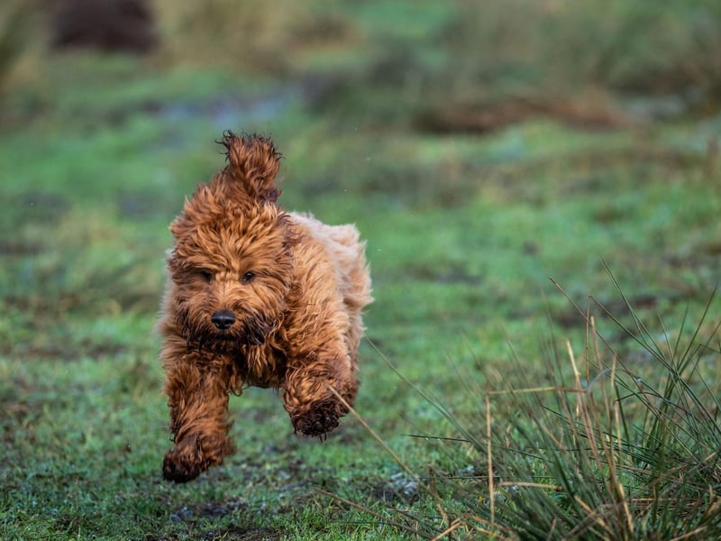 You've most likely heard of the labradoodle and the cockapoo, but in recent years the breeding of poodle crossbreeds has exploded. There are now maltipoos, goldendoodles, schnoodles, yorkipoos, pomapoos, shihpoos, and poochons to name but a few.