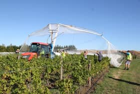 New Zealand grapes need to be protected from the birds