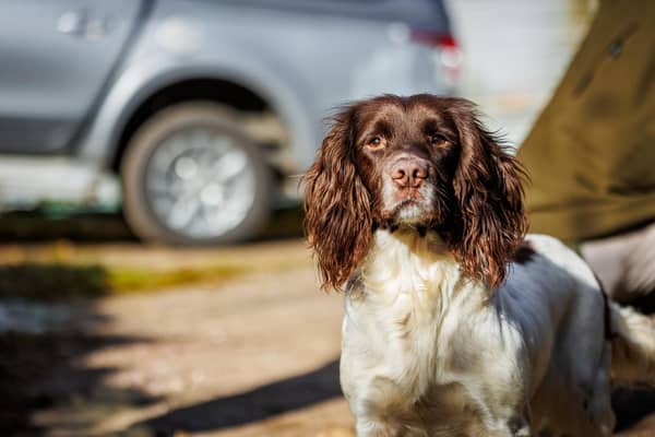 Many dogs looking for a new home could be transformed through country pursuits, says BASC. Picture - Matt Kidd.