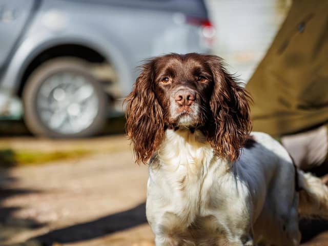 Many dogs looking for a new home could be transformed through country pursuits, says BASC. Picture - Matt Kidd.