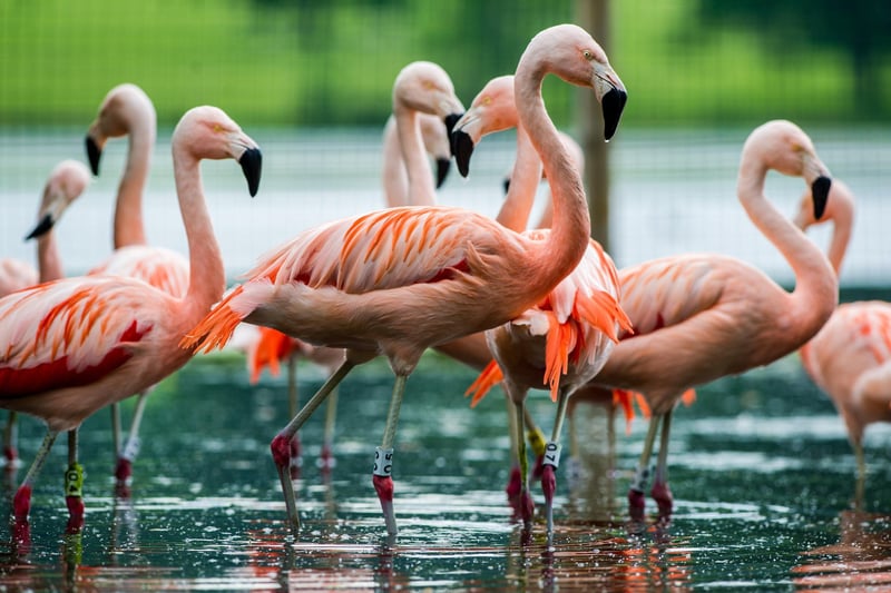 Five of the garden's 13 Chilean Flamingos  reached the grand age of 50 in 2017