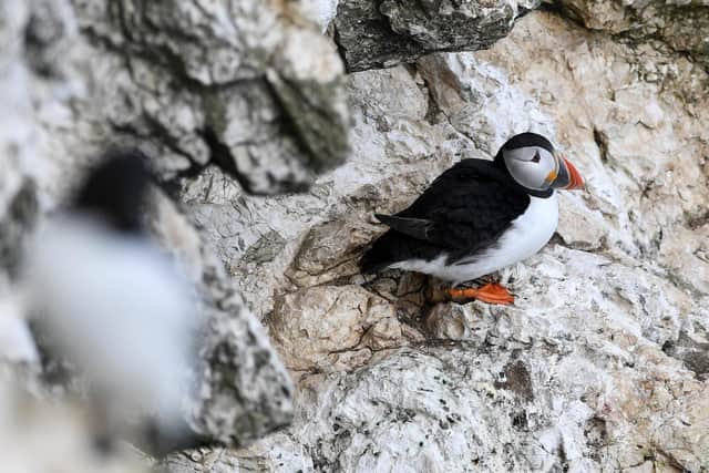 Puffins are also on the at risk list of seabirds in the UK.
