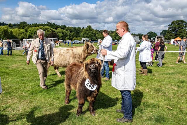 Highland calves are judged at Ripley Show. The show, in the grounds of Ripley Castle near Harrogate, first took place in 1849. The show now attracts over 1800 entries, 8000 visitors and features Equine, cattle and sheep classes along with sheepdog trials, flyfishing, dog shows alongside vintage tractors and vehicles and attractions in the main ring. Photograph by Tony Johnson.