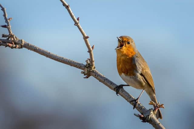 Robin Redbreast - the UK’s ‘national bird’ - is under increasing danger due to unpredictable weather patterns, and wildlife experts are encouraging the public to support robins and other native birds in their gardens this winter.
