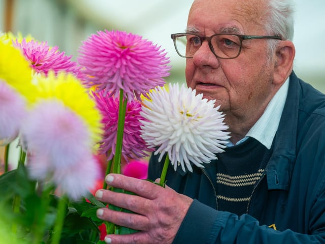 Pictured John Oxtley of Keighley a National Dahlia judge inspecting one of the many flowering Dahlias on show. Picture: James Hardisty. Date: 5th September 2026.