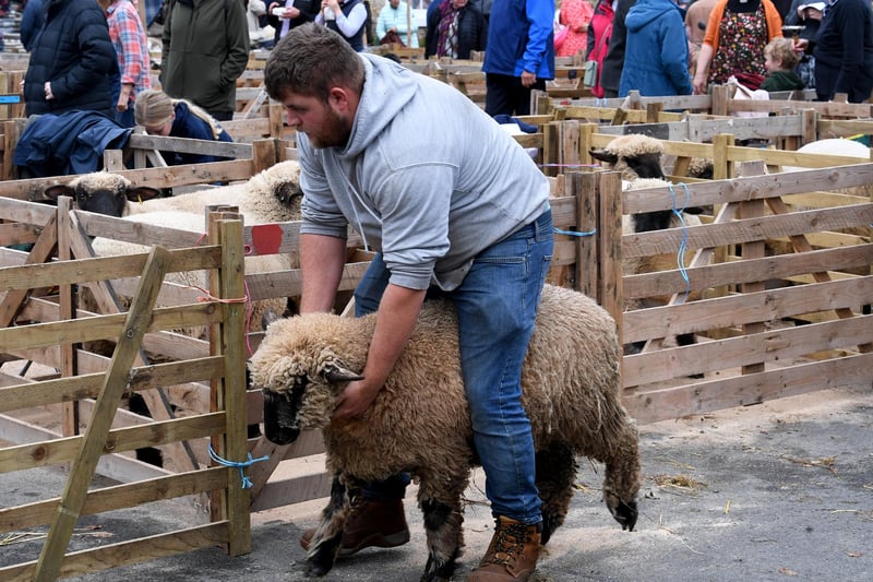 A sheep being moved from one pen to another.