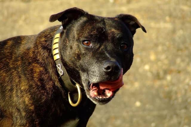 Stock image of a Staffordshire bull terrier