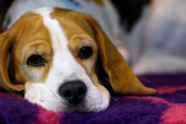 The Beagle took 3.6 per cent of the votes.