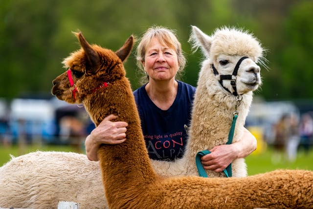 Jackie Barlow, from Beacon Alpacas, Husthwaite, York with two her Alpacas Bentley and Pasha. Picture By Yorkshire Post Photographer,  James Hardisty. Date: 6th May 2024.