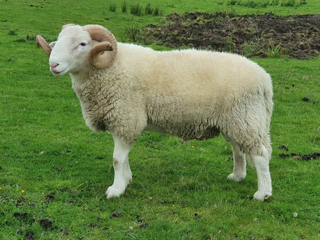 The Whitefaced Woodland is one of the UK’s largest native hill breeds and originated in the Pennines on the borders of Derbyshire and Yorkshire. The number of pedigree registrations is low now.