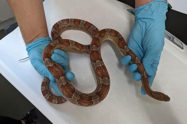 Six of the snakes were in particularly poor condition