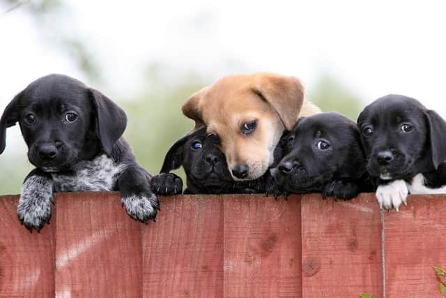 Five puppies. (Pic credit: Martin Rickett / PA)