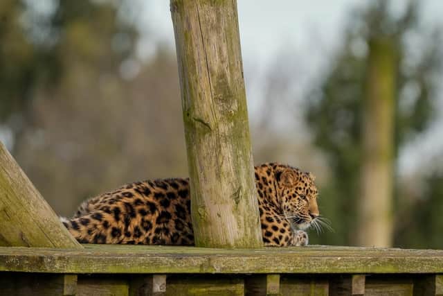 Auckley lying at the reserve at YWP. (Pic credit: Yorkshire Wildlife Park)