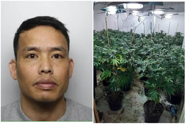 Tuan Nguyen claims he was "threatened" into growing and selling the cannabis.