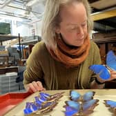 Clare Brown, Leeds Museums and Galleries’ curator of natural sciences, is in charge of  winged insects housed at Leeds Discovery Centre which include hundreds of species from across the planet, many of them collected by explorers and scientists more than a century ago.