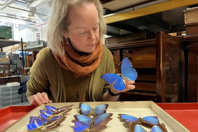 Clare Brown, Leeds Museums and Galleries’ curator of natural sciences, is in charge of  winged insects housed at Leeds Discovery Centre which include hundreds of species from across the planet, many of them collected by explorers and scientists more than a century ago.