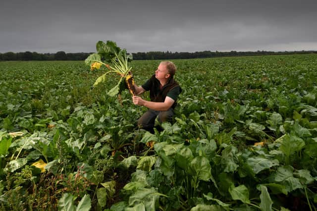 Mike Leckenby pictured amongst a field of fodder Beet