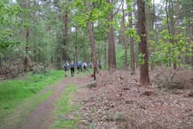 Hagg Wood, near Dunnington, in York. Picture: Martin Dawes/Geograph
