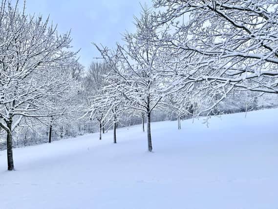 Snow in Chapel Allerton Park