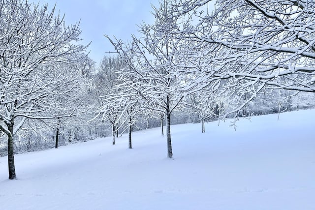 Snow in Chapel Allerton Park