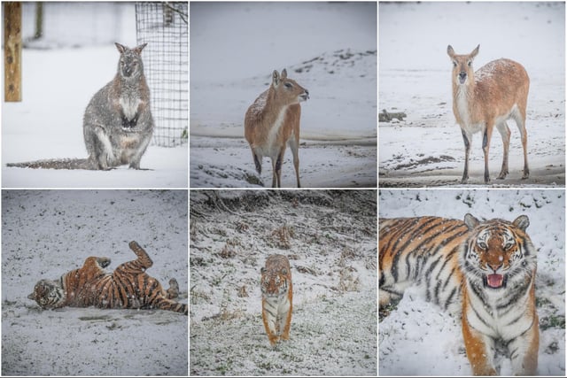 Although many didn't enjoy the blanket of snow that fell across Yorkshire, many of the animals at Yorkshire Wildlife Park enjoyed the winter wonderland.