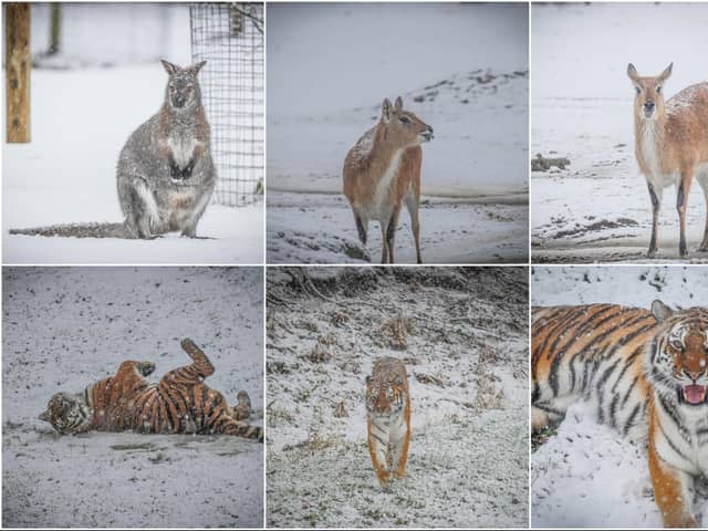 Although many didn't enjoy the blanket of snow that fell across Yorkshire, many of the animals at Yorkshire Wildlife Park enjoyed the winter wonderland.