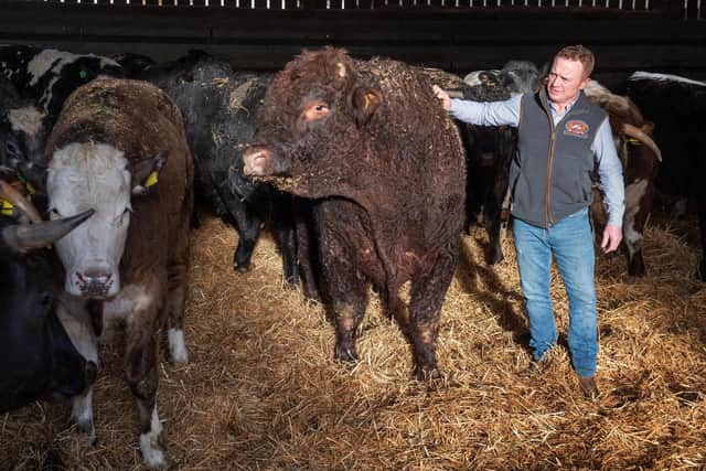Joe Spetch and his Salers Bull. Ship Inn Farm, Long Drax.
