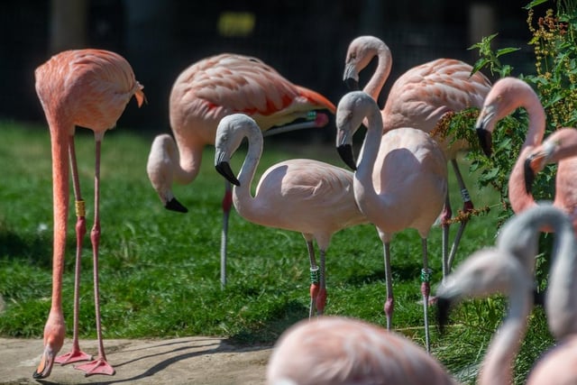 Chilean flamingos at Lotherton Hall, near Leeds, taking advantage of the hot weather.