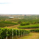 The Tuscan-like vineyards of Bodega Garzon