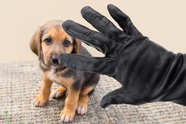 Experts share advise about how to prevent dog theft. (Pic credit: PuppyHero.com)