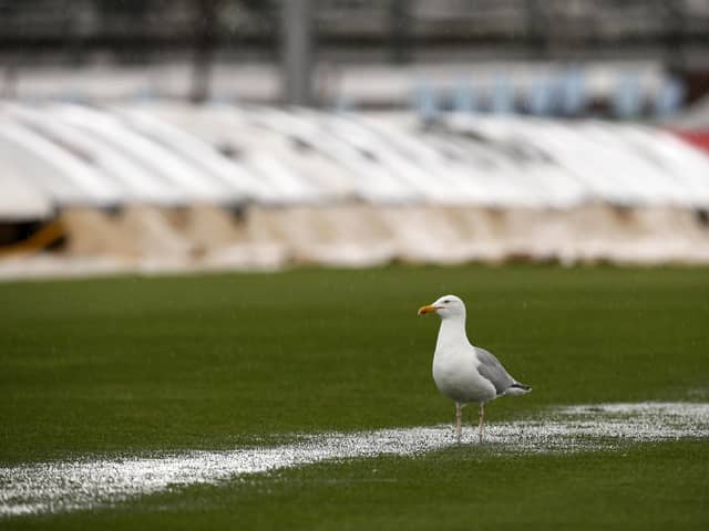 A seagull surveys proceedings at Hove cricket ground, where rain has delayed the start of day four. Photo by Jordan Mansfield/Getty Images.