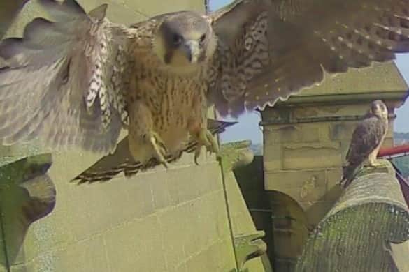 Wakefield Peregrine Project manages and records the nest on top of Wakefield Cathedral