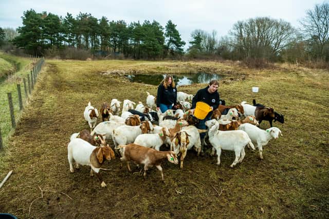 Goat farmers Jasmine Pattison and  partner Josh Thompson, of Market Weighton, East Yorkshire, who have started a goat farming enterprise and are utilising land close to Tophill Low Nature Reserve, near Driffield