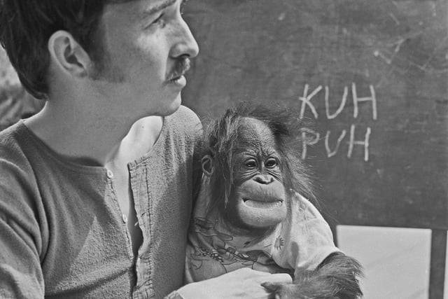 Anthropologist and filmmaker, Keith Laidler, raises a baby orang-utan called Cody as a human child at Flamingo Land Zoo in August 1974.