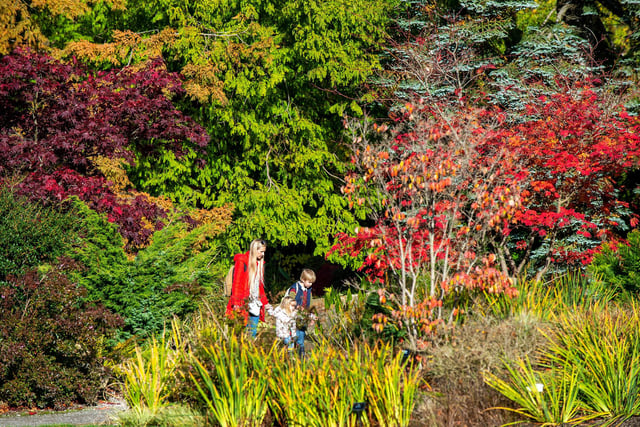 RHS Garden Harlow Carr Festival of Flavours.
Autumn colours.
22 October 2022.  Picture Bruce Rollinson