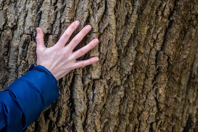 The texture of the bark on a Ash tree. PIC: James Hardisty