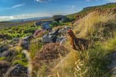 MPs have debated a call for driven grouse shooting to be banned.