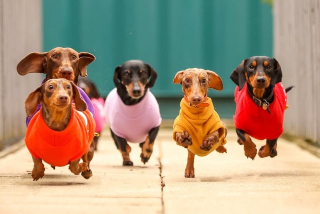 Danby (far right) races ahead of the other the weiner dogs.