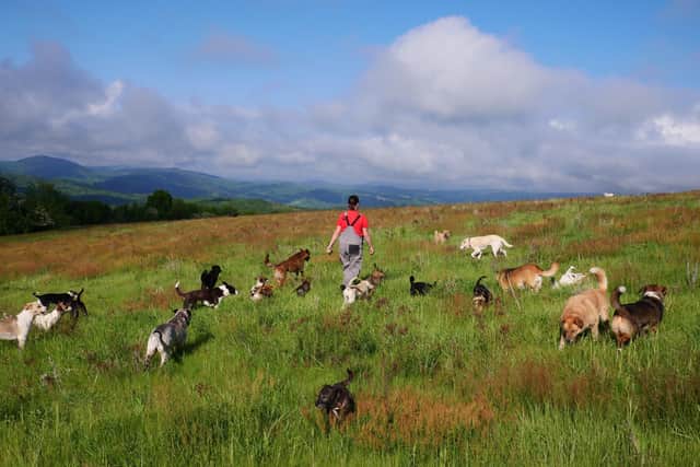 Emma Smith with som eof the hundreds of dogs she hand husband Anthony have helped get off the streets of Bulgaira