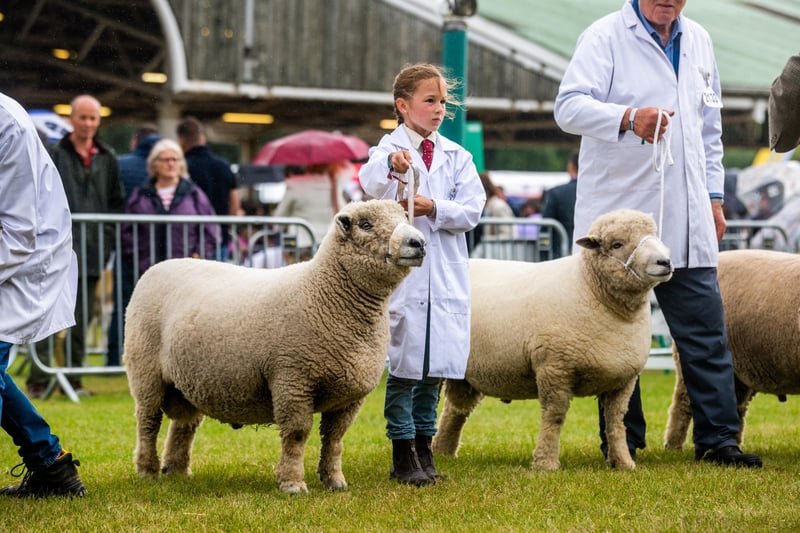 Pippa Welford, aged 8, of Bubwith, showing her Ryeland sheep