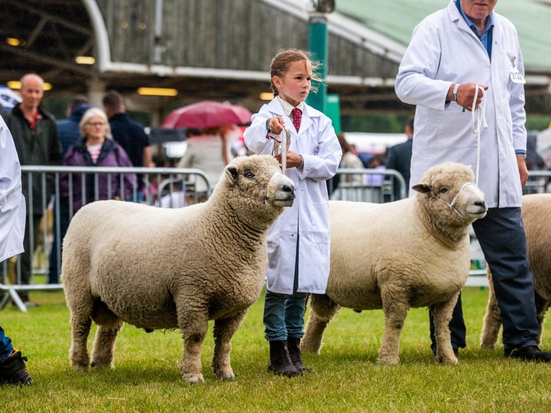 Pippa Welford, aged 8, of Bubwith, showing her Ryeland sheep