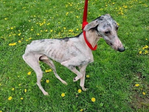 Luca the lurcher cross was described as a 'walking skeleton' when he was found by police after being tied to a lamppost in Barnsley in April 2023