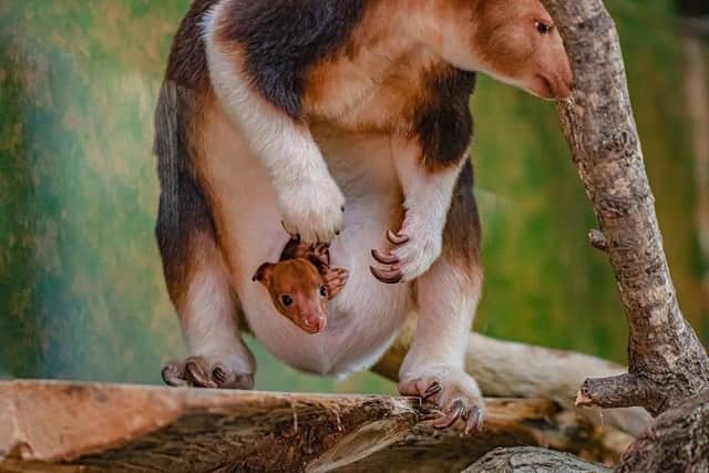 Rare baby kangaroo emerging from mother's pouch. (Pic credit: Chester Zoo)