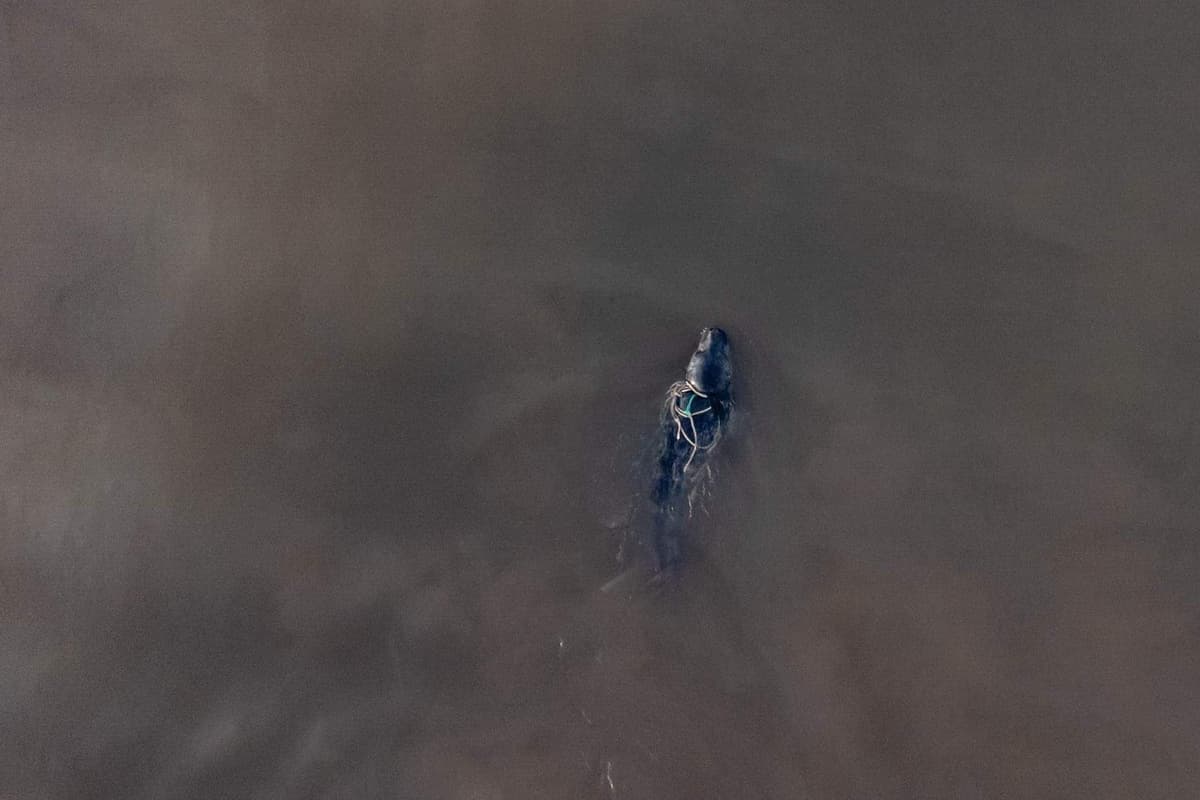 Entangleed Rope Desperate search for seal seen entangled in ropes in drone footage ...