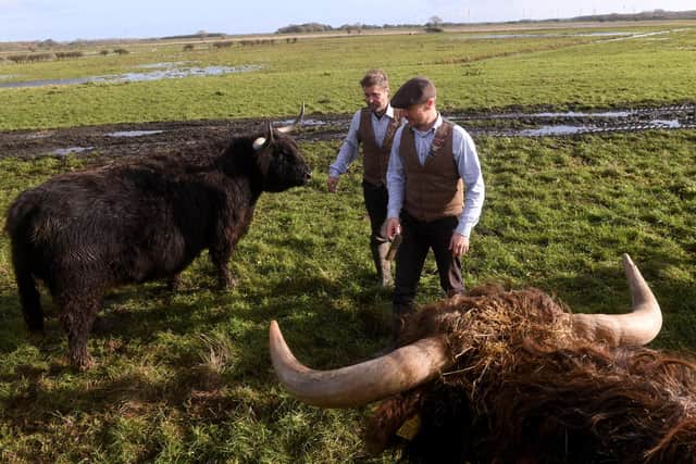 Will Wilson and James Mccune are pictured with the Highland cows. (Pic credit: Simon Hulme)